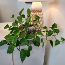 houseplants for beginners pothos