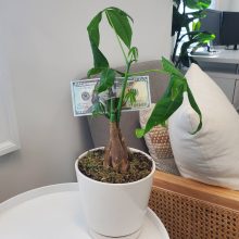 houseplants for beginners money tree