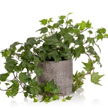 houseplants for beginners english ivy