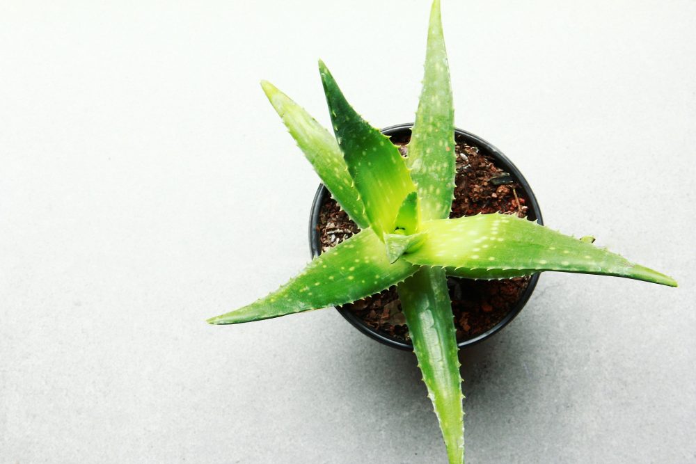 houseplants for beginners aloe vera