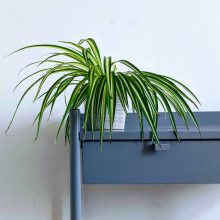 houseplants for beginners spider plant