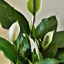 houseplants for beginners peace lily