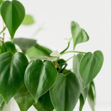 houseplants for beginners philodendron
