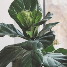 houseplants for beginners fiddle leaf fig